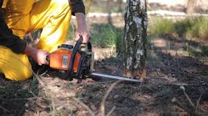 Best Tree Removal Services  in Springville, NY